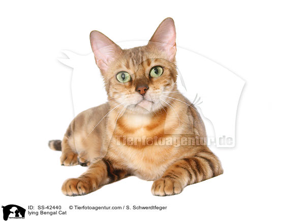 lying Bengal Cat / SS-42440