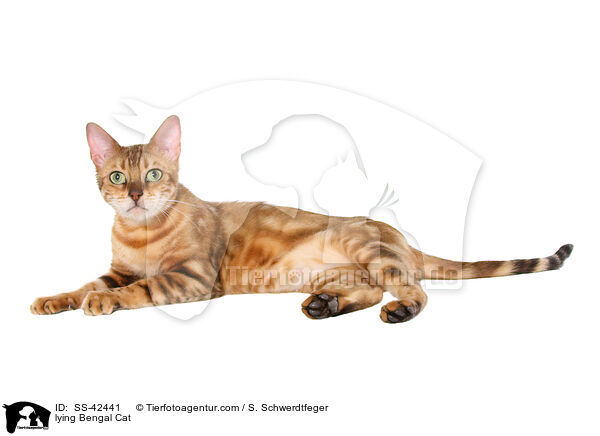 lying Bengal Cat / SS-42441