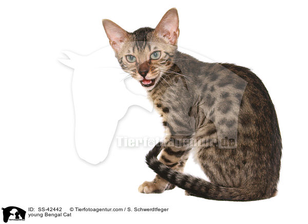 young Bengal Cat / SS-42442