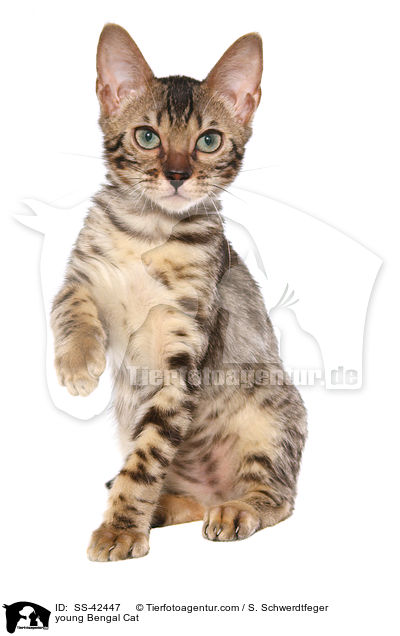 junge Bengal Katze / young Bengal Cat / SS-42447