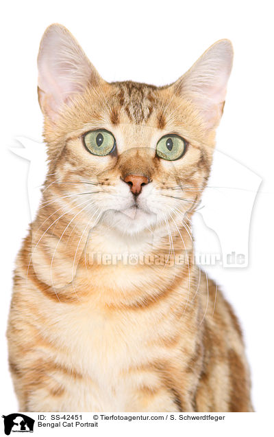 Bengal Katze Portrait / Bengal Cat Portrait / SS-42451