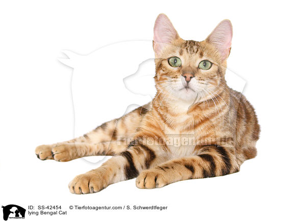liegende Bengal Katze / lying Bengal Cat / SS-42454