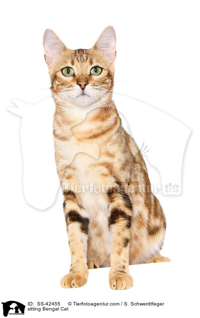sitzende Bengal Katze / sitting Bengal Cat / SS-42455