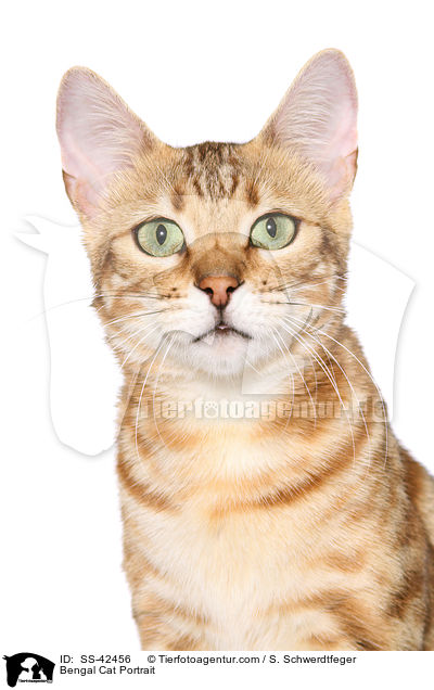 Bengal Cat Portrait / SS-42456