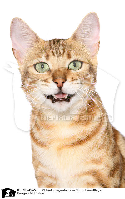 Bengal Cat Portrait / SS-42457