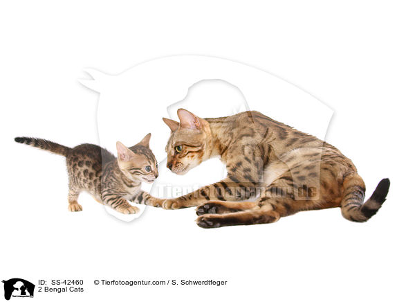 2 Bengal Katzen / 2 Bengal Cats / SS-42460