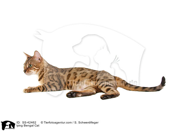 liegende Bengal Katze / lying Bengal Cat / SS-42462