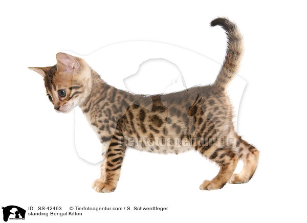 stehendes Bengal Ktzchen / standing Bengal Kitten / SS-42463