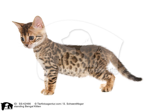 standing Bengal Kitten / SS-42466