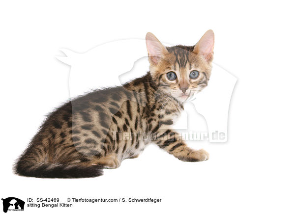sitzendes Bengal Ktzchen / sitting Bengal Kitten / SS-42469