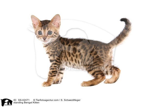 stehendes Bengal Ktzchen / standing Bengal Kitten / SS-42471