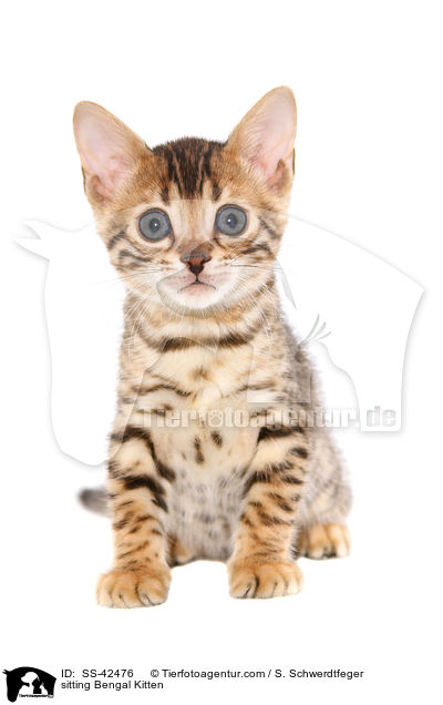 sitting Bengal Kitten / SS-42476