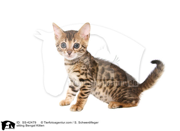 sitting Bengal Kitten / SS-42479