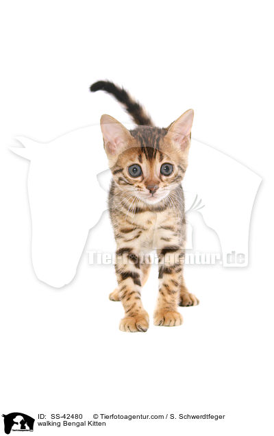 walking Bengal Kitten / SS-42480