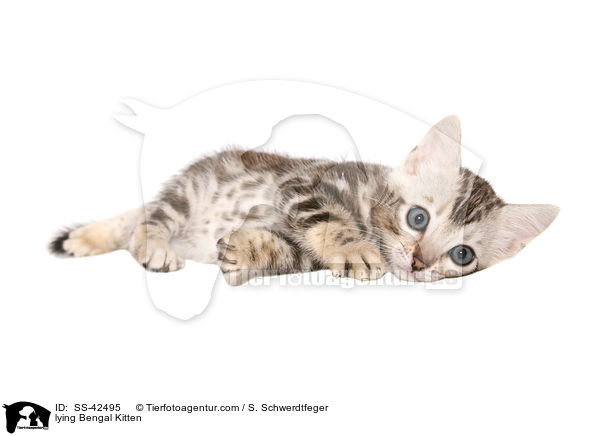 liegendes Bengal Ktzchen / lying Bengal Kitten / SS-42495