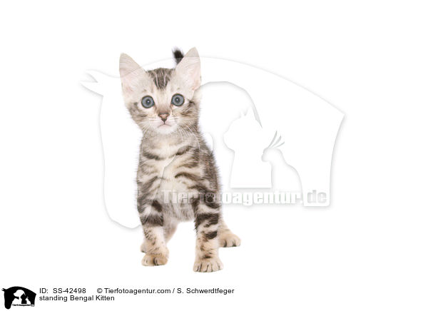 stehendes Bengal Ktzchen / standing Bengal Kitten / SS-42498