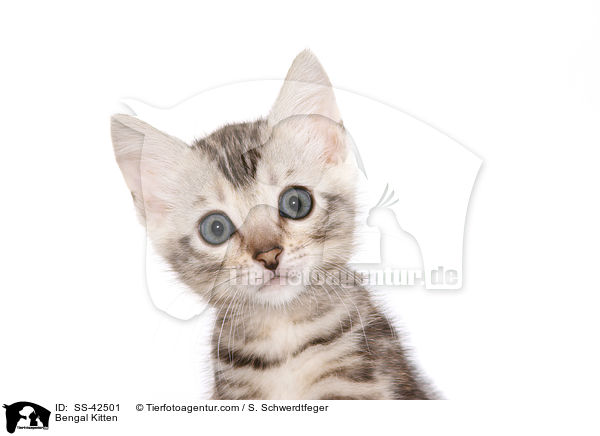 Bengal Ktzchen / Bengal Kitten / SS-42501