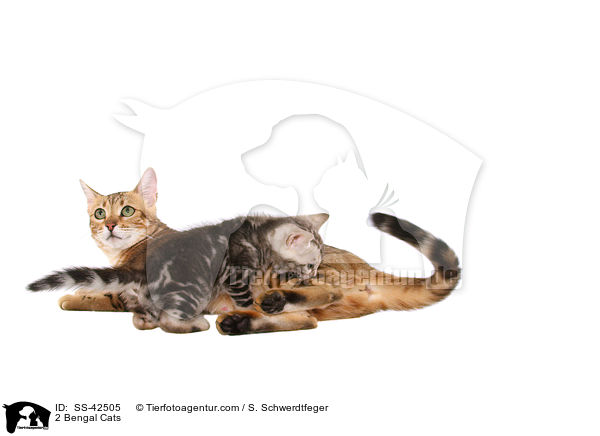 2 Bengal Katzen / 2 Bengal Cats / SS-42505