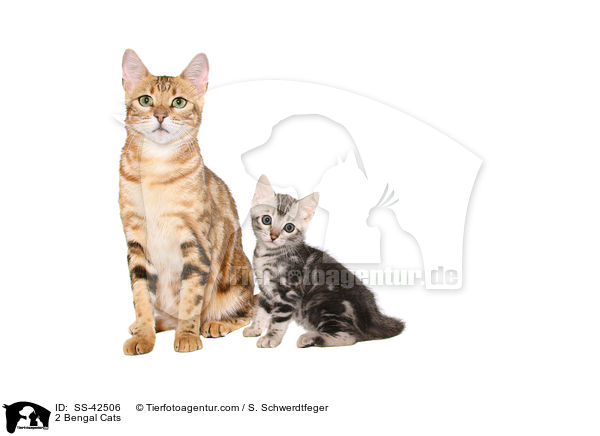 2 Bengal Katzen / 2 Bengal Cats / SS-42506