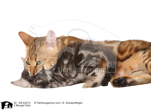 2 Bengal Katzen / 2 Bengal Cats / SS-42513