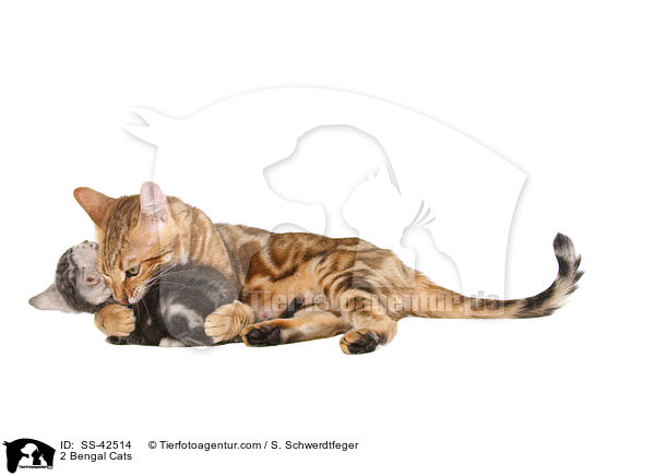 2 Bengal Katzen / 2 Bengal Cats / SS-42514