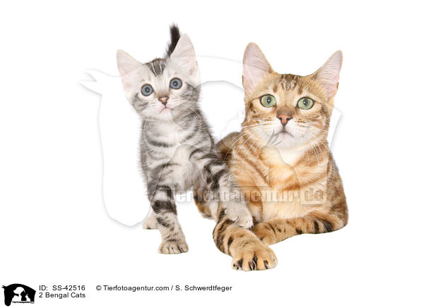 2 Bengal Katzen / 2 Bengal Cats / SS-42516
