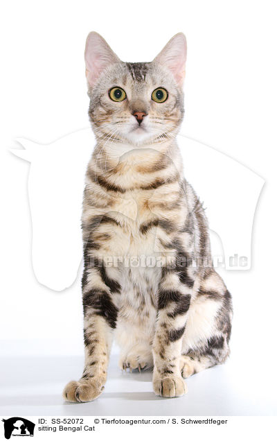 sitzende Bengal Katze / sitting Bengal Cat / SS-52072