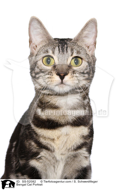 Bengal Cat Portrait / SS-52082