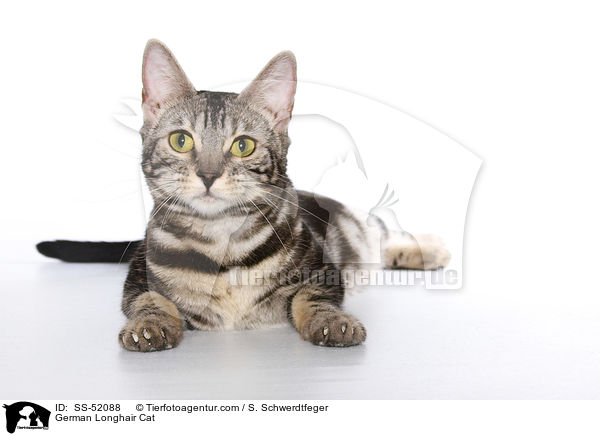 German Longhair Cat / SS-52088