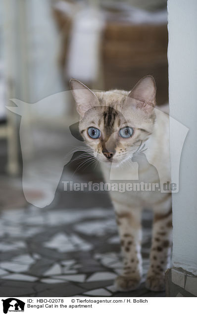 Bengale in der Wohnung / Bengal Cat in the apartment / HBO-02078