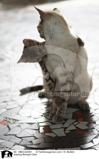 spielender Bengalen / playing Bengal Cats / HBO-02081