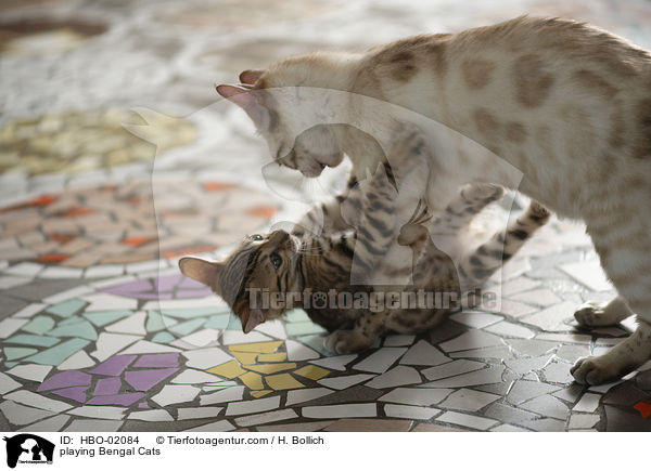 spielender Bengalen / playing Bengal Cats / HBO-02084