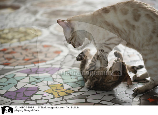 spielender Bengalen / playing Bengal Cats / HBO-02085