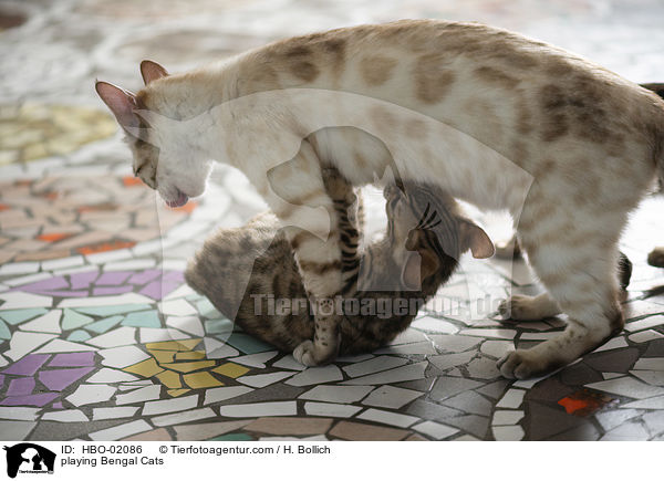 spielender Bengalen / playing Bengal Cats / HBO-02086