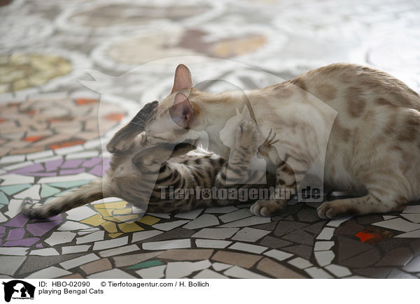 spielender Bengalen / playing Bengal Cats / HBO-02090