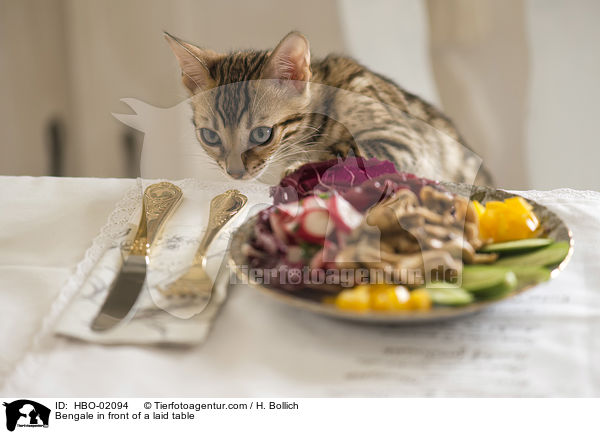 Bengale vor gedecktem Tisch / Bengale in front of a laid table / HBO-02094