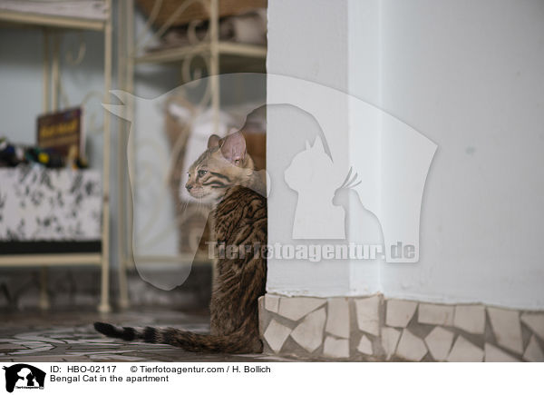 Bengale in der Wohnung / Bengal Cat in the apartment / HBO-02117