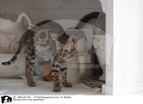 Bengale in der Wohnung / Bengal Cat in the apartment / HBO-02120