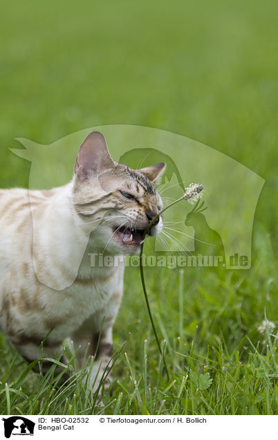 Bengale / Bengal Cat / HBO-02532
