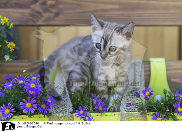 young Bengal Cat / HBO-02546