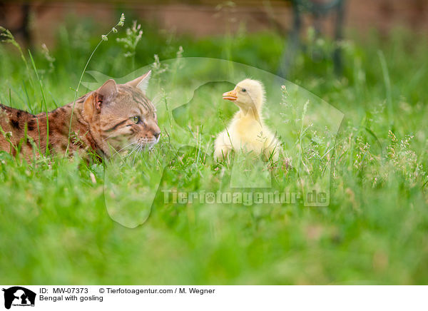 Bengal with gosling / MW-07373