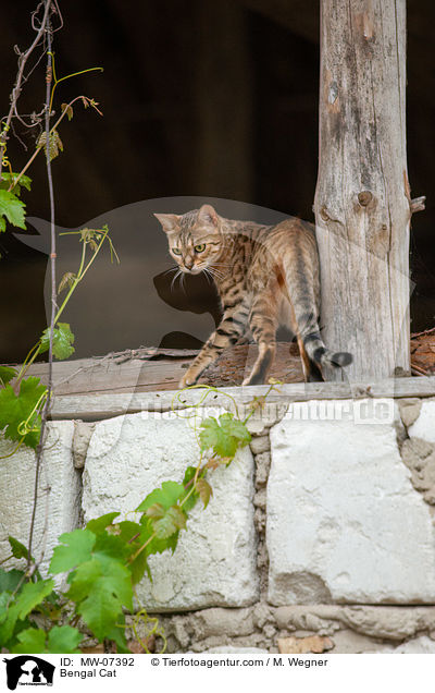 Bengal Cat / MW-07392