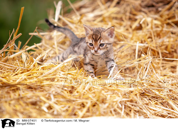 Bengal Kitten / MW-07401