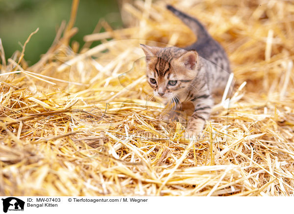 Bengal Kitten / MW-07403