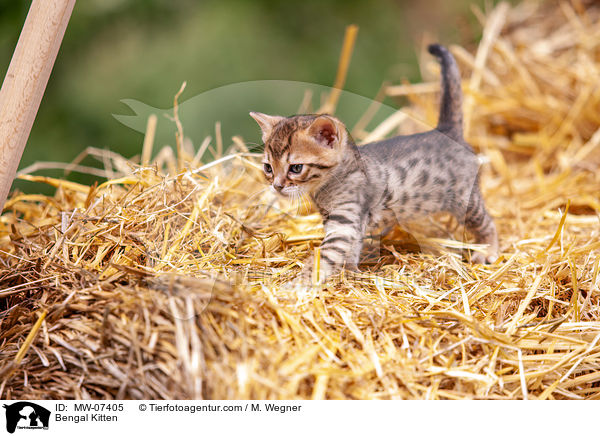 Bengal Kitten / MW-07405