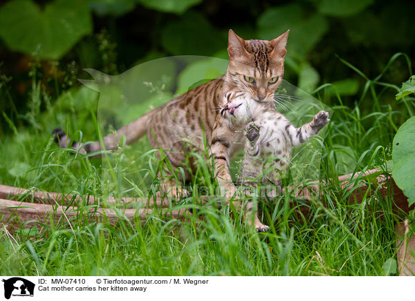 Cat mother carries her kitten away / MW-07410