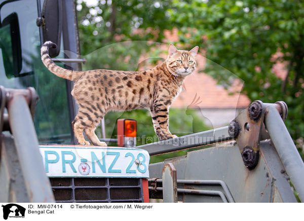 Bengal Katze / Bengal Cat / MW-07414