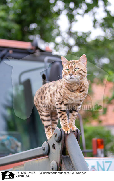 Bengal Cat / MW-07415