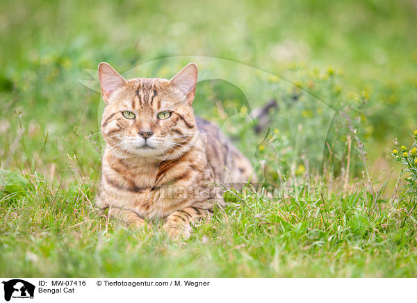 Bengal Cat / MW-07416