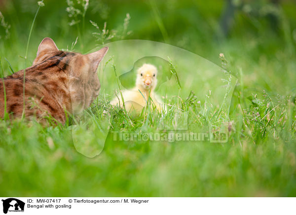 Bengale mit Gnsekken / Bengal with gosling / MW-07417